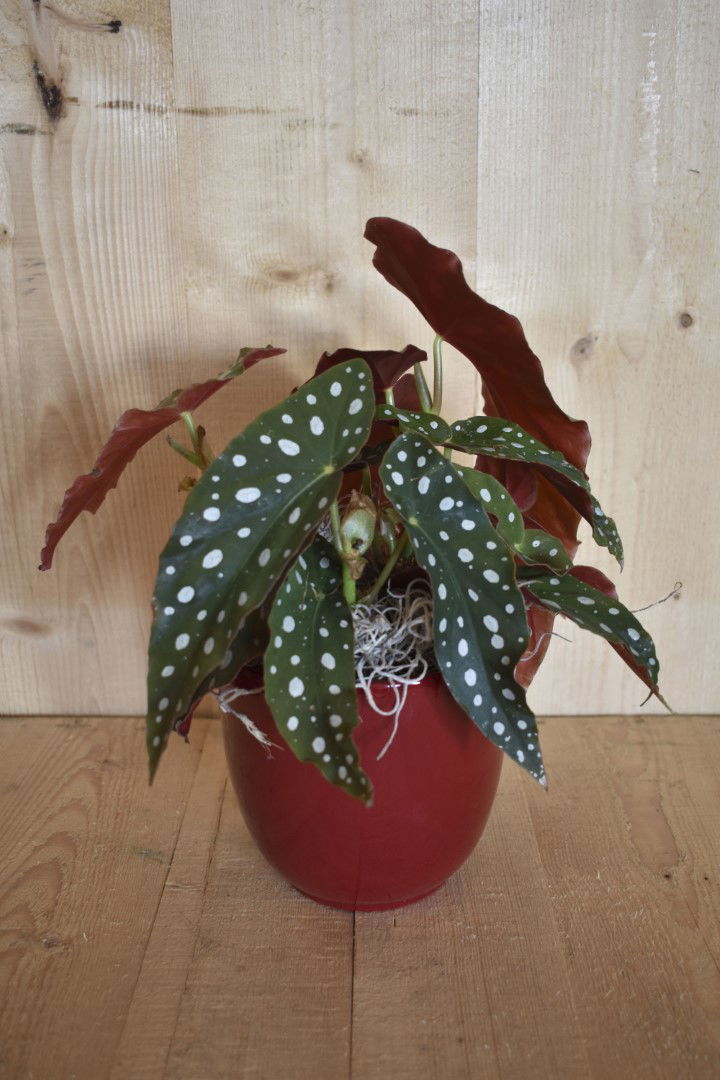 Begonia Maculata in rode pot Warentuin Natuurlijk