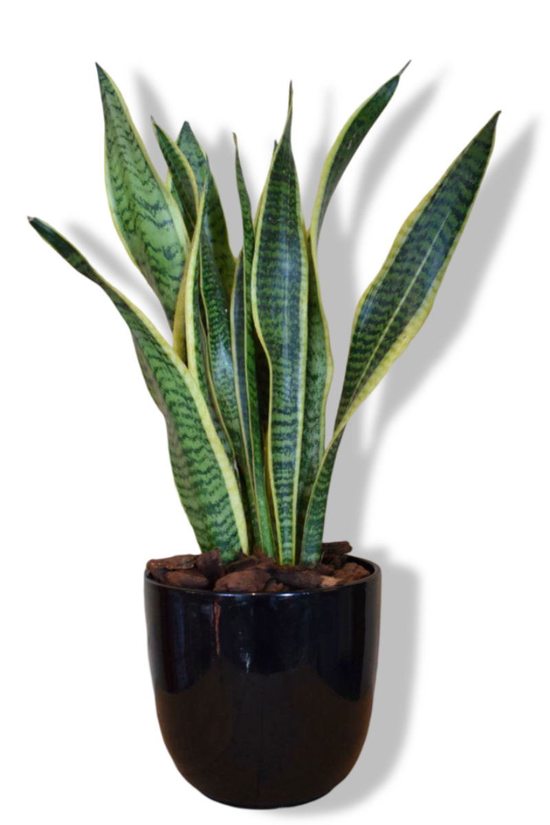 https://cdn.warentuin.nl/media/catalog/product/L/E/LEVE8149900043609_01_warentuin_natuurlijk_sansevieria_laurentii_i_de8f.jpg
