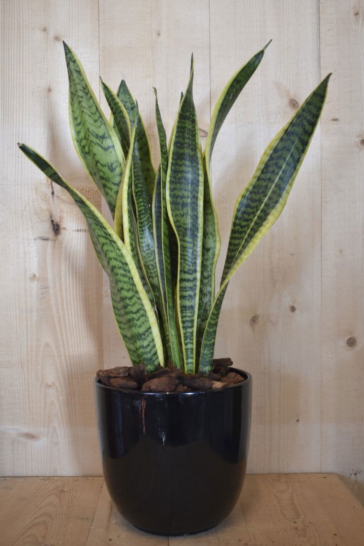 https://cdn.warentuin.nl/media/catalog/product/L/E/LEVE8149900043609_warentuin_natuurlijk_kamerplant_sansevieria_laurentii_in_zwar_a922.jpg