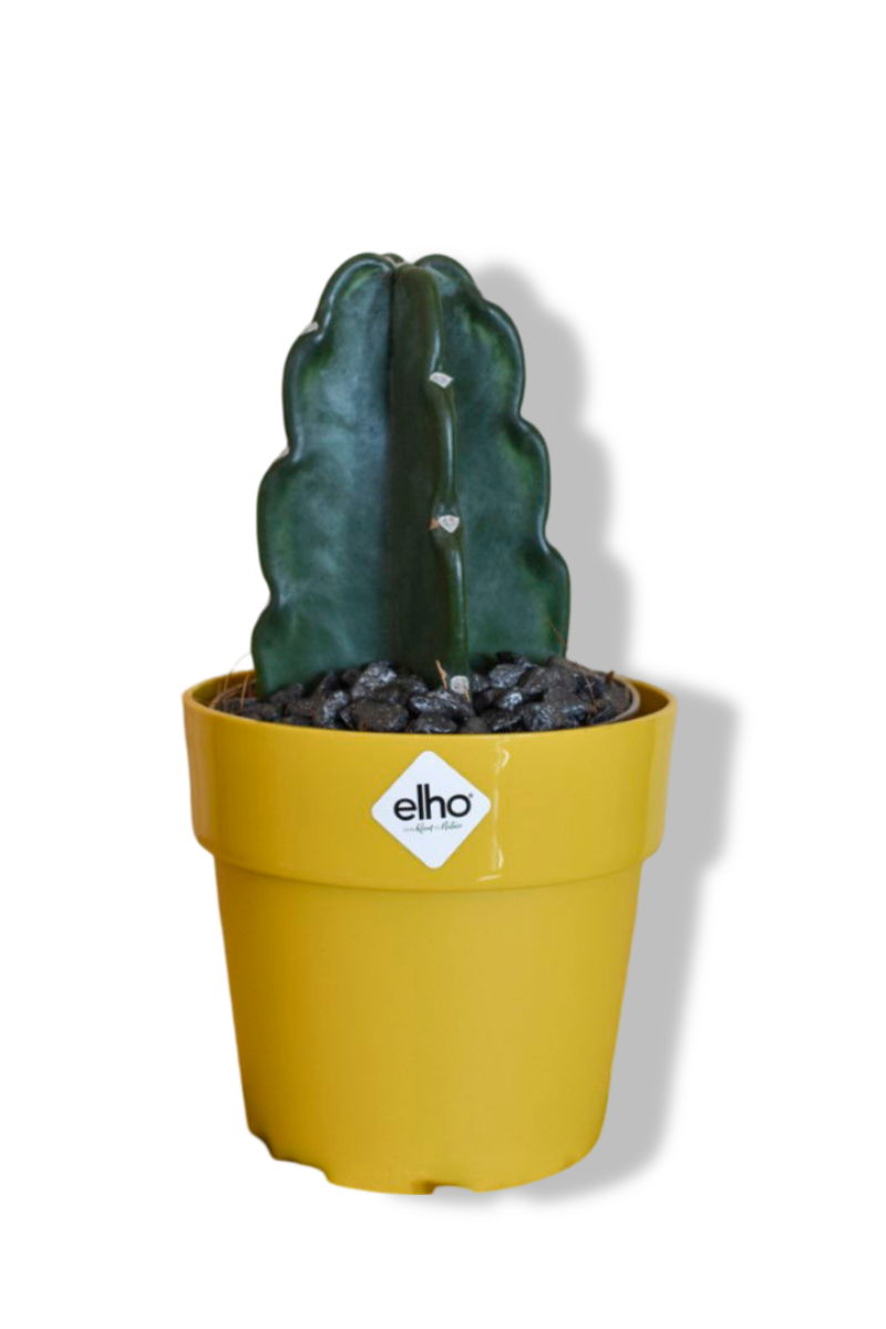 https://cdn.warentuin.nl/media/catalog/product/L/E/LEVE8149900043610_01_warentuin_natuurlijk_knuffelcactus_in_okerkl_ca97.jpg