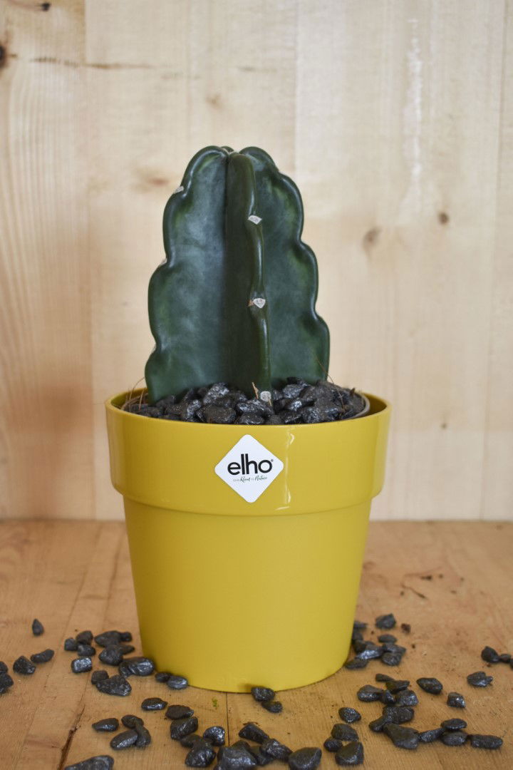 Knuffelcactus in okerkleurige pot Elho Warentuin Natuurlijk