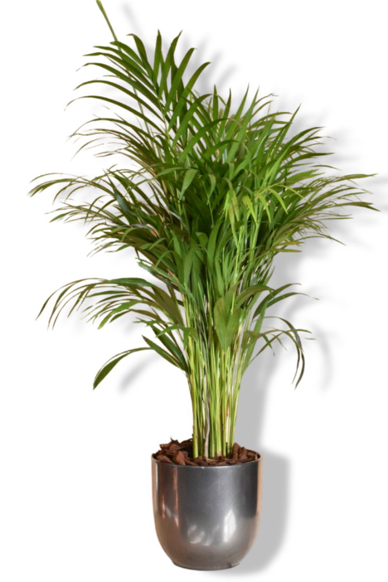 https://cdn.warentuin.nl/media/catalog/product/L/E/LEVE8149900043611_01_warentuin_natuurlijk_dypsis_lutes_in_antraci_693b.jpg