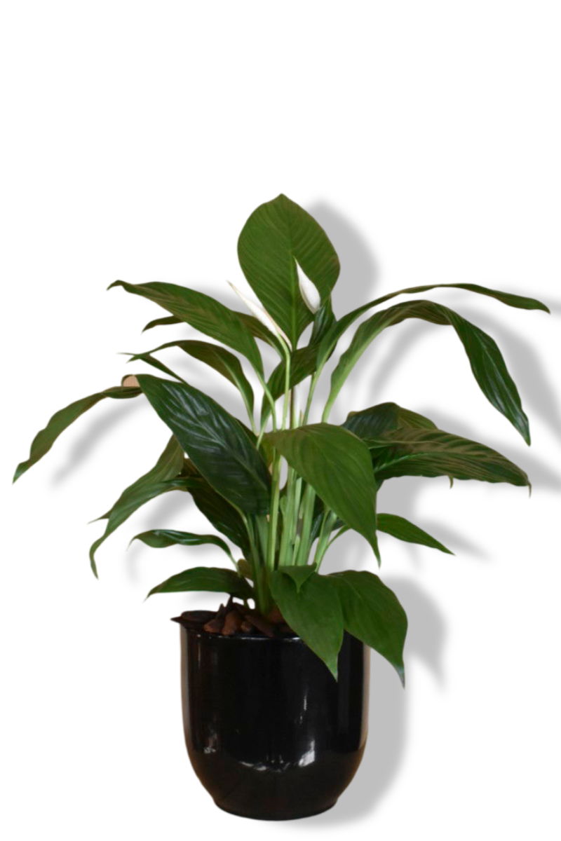 https://cdn.warentuin.nl/media/catalog/product/L/E/LEVE8149900043612_01_warentuin_natuurlijk_lepelplant_spathiphyllu_170a.jpg