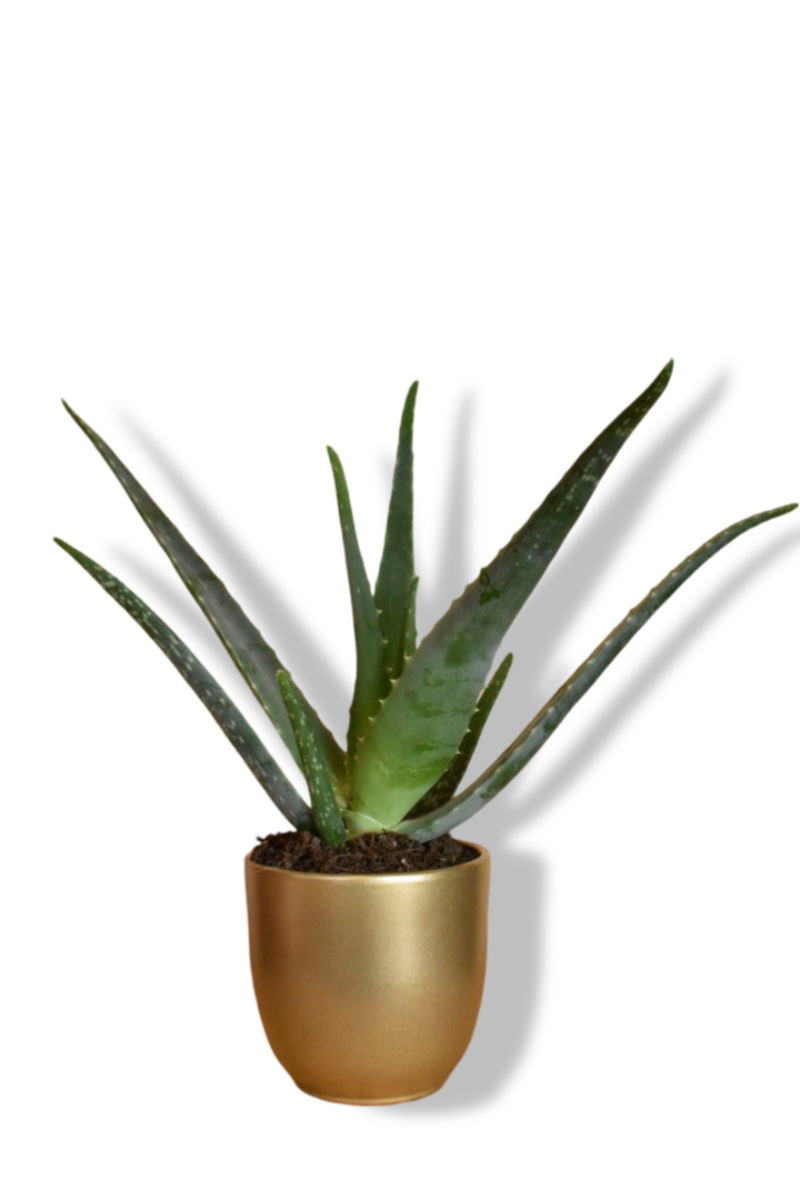 https://cdn.warentuin.nl/media/catalog/product/L/E/LEVE8149900043613_01_warentuin_natuurlijk_aloe_vera_in_gouden_pot_1f64.jpg