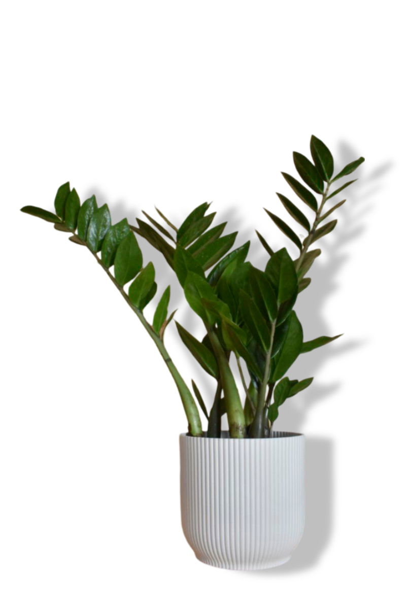 https://cdn.warentuin.nl/media/catalog/product/L/E/LEVE8149900043614_01_warentuin_natuurlijk_zamioculcas_in_witte_po_51a5.jpg