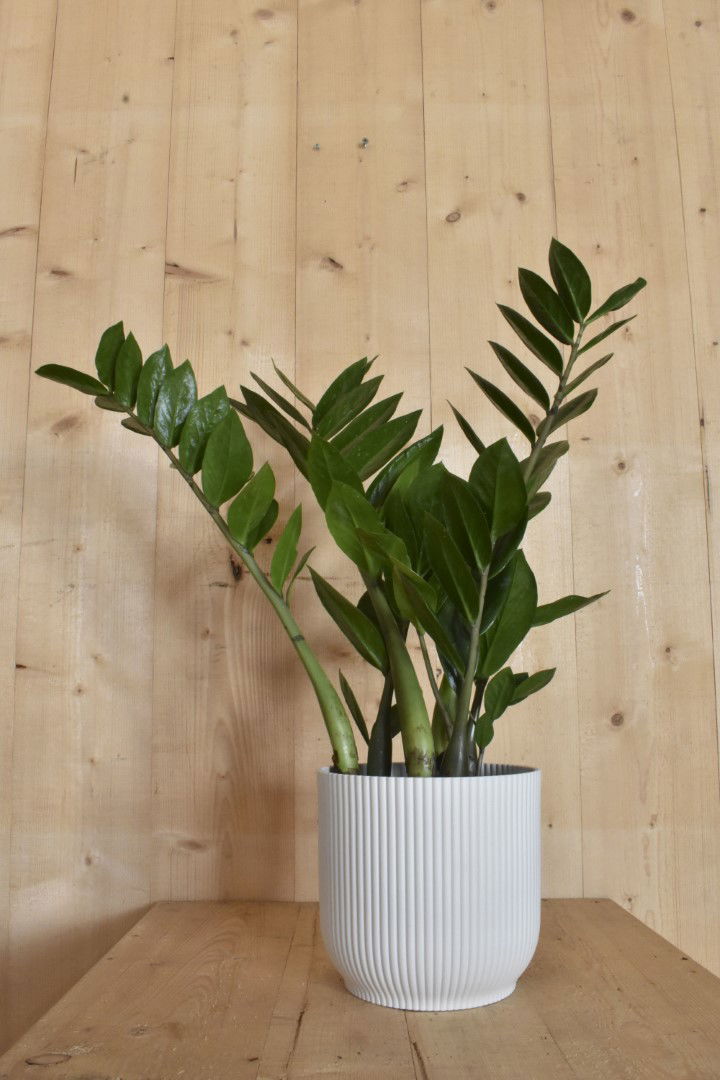 https://cdn.warentuin.nl/media/catalog/product/L/E/LEVE8149900043614_warentuin_natuurlijk_kamerplant_zamioculcas_in_witte_pot_elho_a25b.jpg