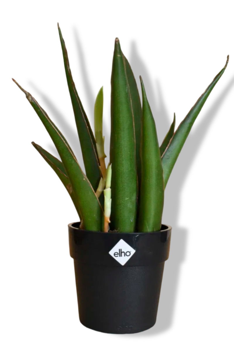 https://cdn.warentuin.nl/media/catalog/product/L/E/LEVE8149900043615_01_warentuin_natuurlijk_mini_sansevieria_in_zwa_dc83.jpg