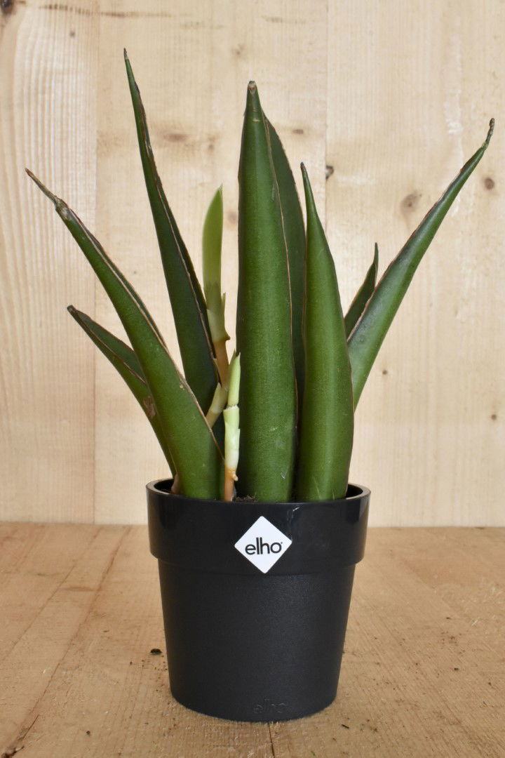 https://cdn.warentuin.nl/media/catalog/product/L/E/LEVE8149900043615_warentuin_natuurlijk_kamerplant_mini_sansevieria_in_zwarte_po_de26.jpg