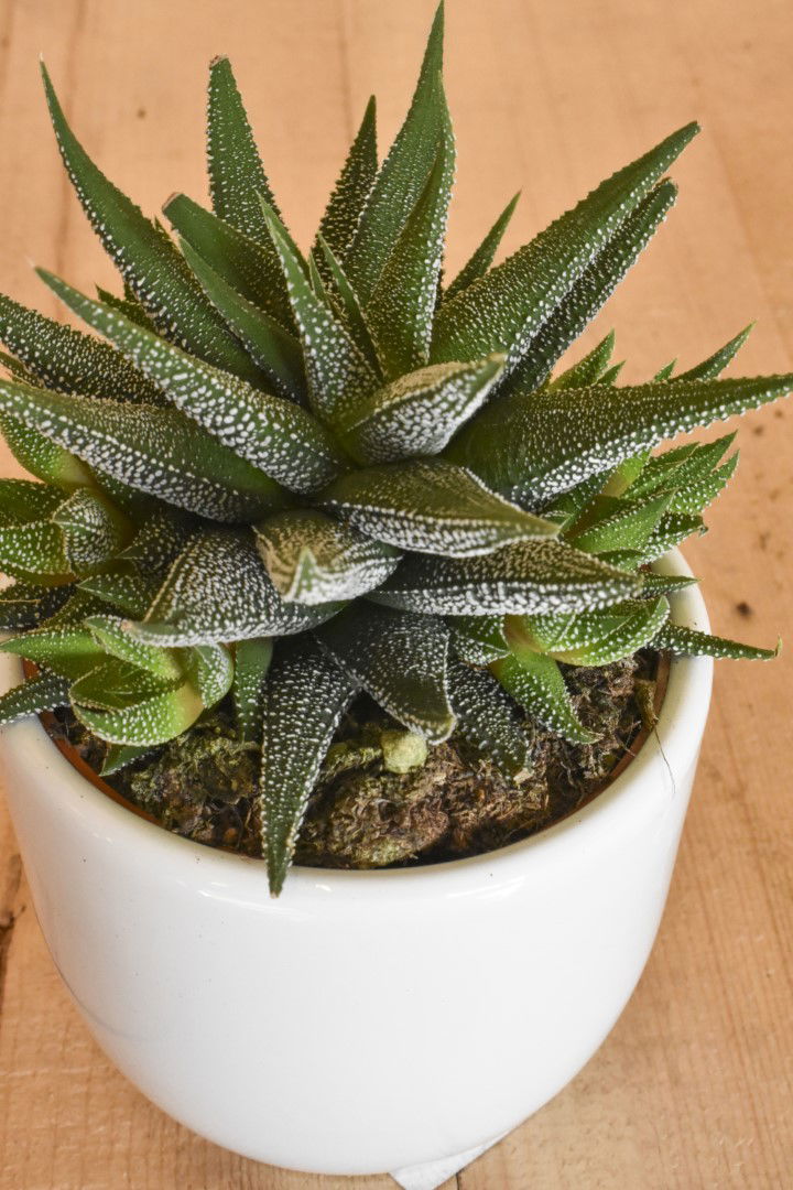 https://cdn.warentuin.nl/media/catalog/product/L/E/LEVE8149900043616_01_warentuin_natuurlijk_kamerplant_haworthia_in_witte_pot_132e.jpg