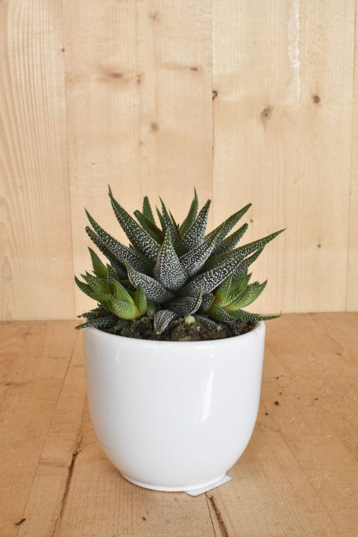 https://cdn.warentuin.nl/media/catalog/product/L/E/LEVE8149900043616_warentuin_natuurlijk_kamerplant_haworthia_in_witte_pot_72d2.jpg