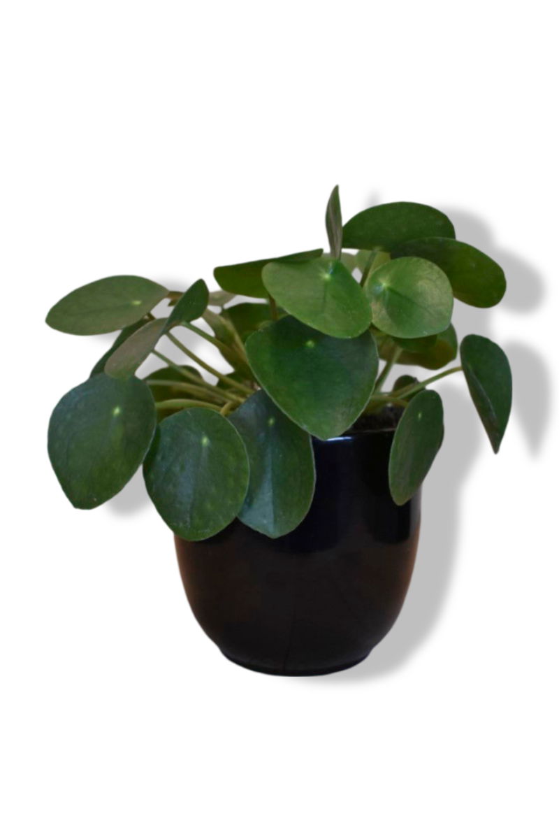 https://cdn.warentuin.nl/media/catalog/product/L/E/LEVE8149900043617_01_warentuin_natuurlijk_pilea_pannenkoekplant_i_06ba.jpg