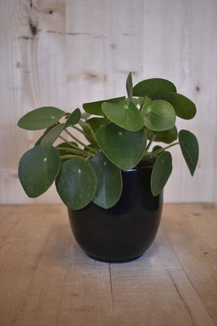 https://cdn.warentuin.nl/media/catalog/product/L/E/LEVE8149900043617_warentuin_natuurlijk_kamerplant_pilea_pannenkoekplant_in_zwar_b3e1.jpg