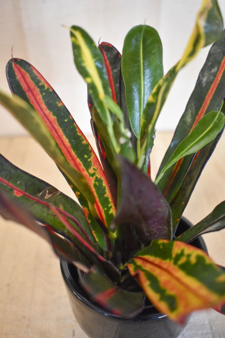 https://cdn.warentuin.nl/media/catalog/product/L/E/LEVE8149900043618_01_warentuin_natuurlijk_kamerplant_croton_in_zwarte_pot_032b.jpg
