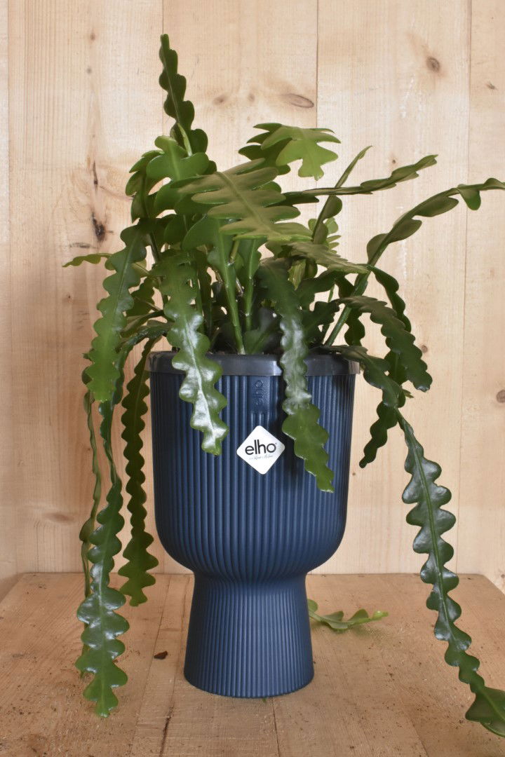 https://cdn.warentuin.nl/media/catalog/product/L/E/LEVE8149900043619_warentuin_natuurlijk_kamerplant_zaagcactus_in_hoge_pot_diepbl_6f75.jpg