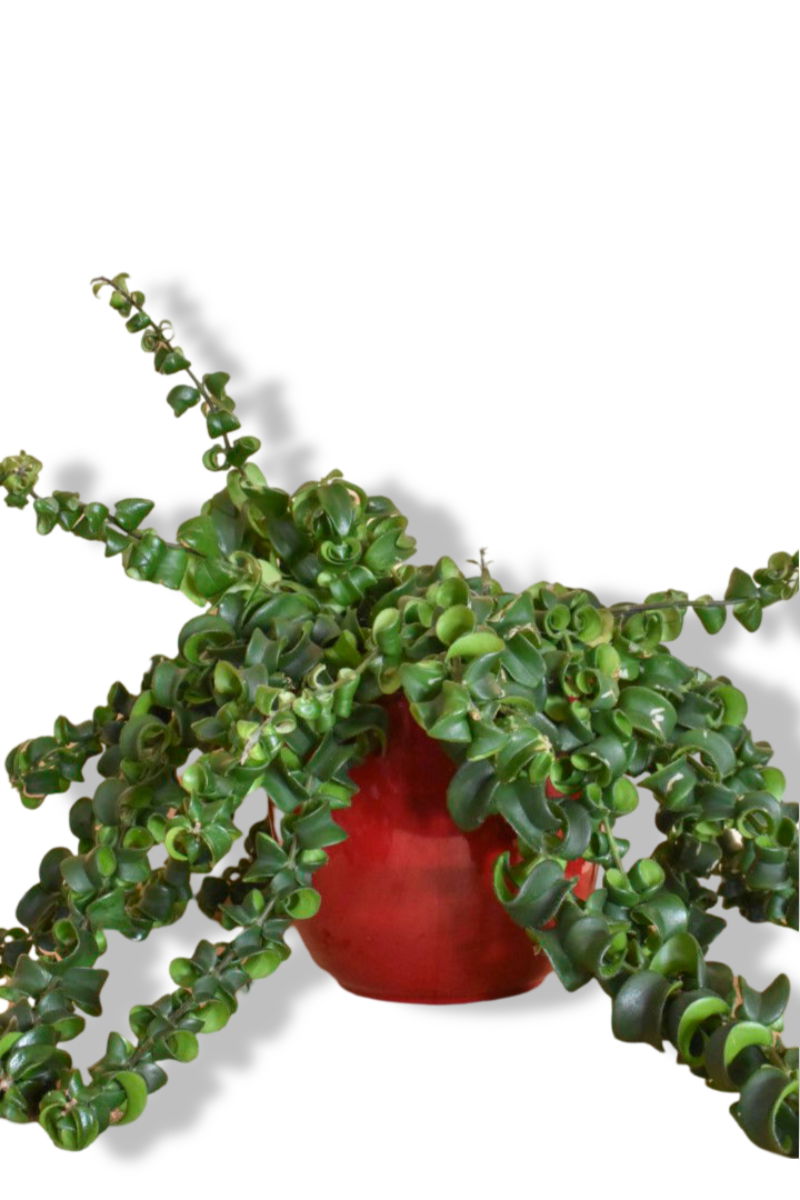 https://cdn.warentuin.nl/media/catalog/product/L/E/LEVE8149900043620_01_warentuin_natuurlijk_lipstickplant_rasta_in__ade8.jpg