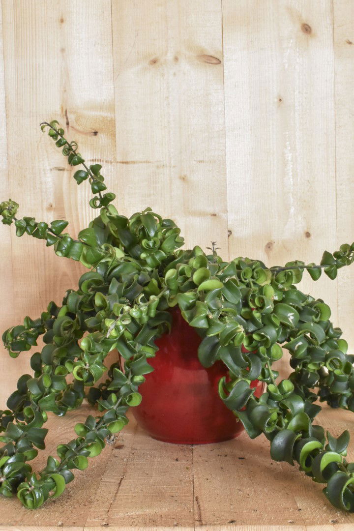 https://cdn.warentuin.nl/media/catalog/product/L/E/LEVE8149900043620_warentuin_natuurlijk_kamerplant_lipstickplant_rasta_in_rode_p_f021.jpg