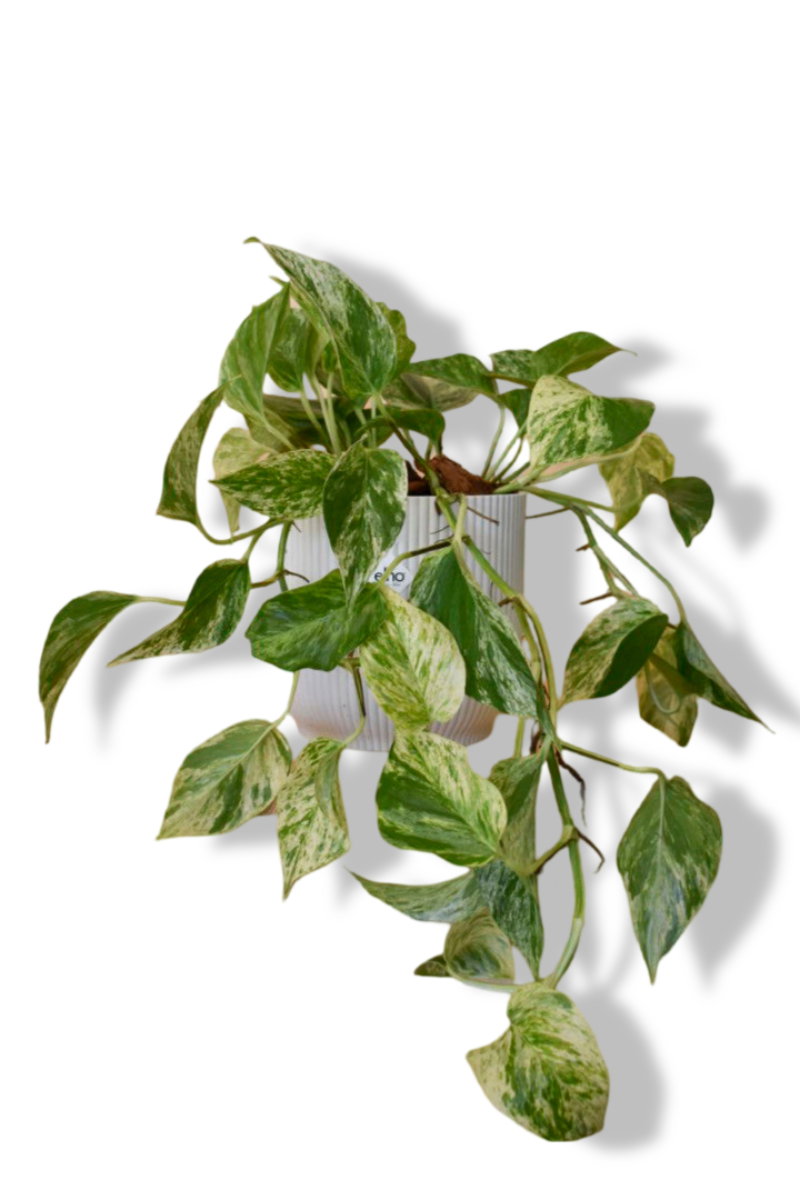 https://cdn.warentuin.nl/media/catalog/product/L/E/LEVE8149900043621_01_warentuin_natuurlijk_epipremnum_marble_queen_545b.jpg