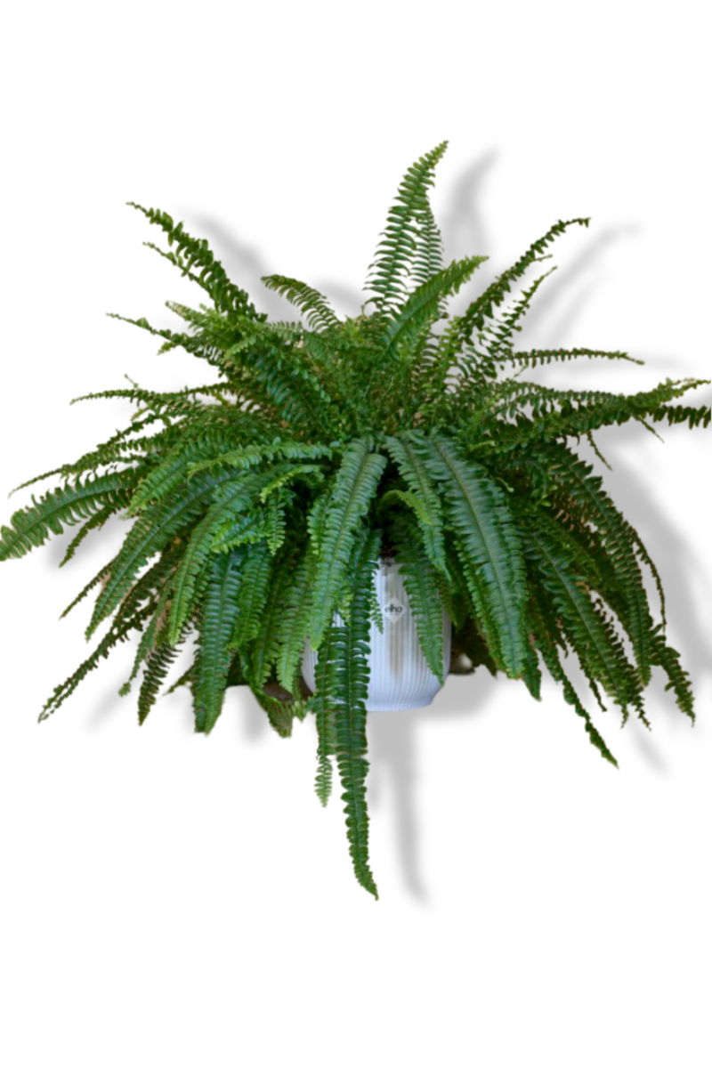 https://cdn.warentuin.nl/media/catalog/product/L/E/LEVE8149900043622_01_warentuin_natuurlijk_koningsvaren_in_witte_p_3e40.jpg
