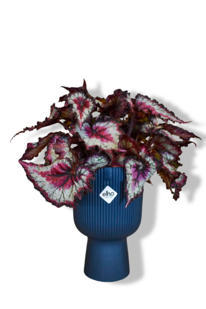 https://cdn.warentuin.nl/media/catalog/product/L/E/LEVE8149900043623_01_warentuin_natuurlijk_bladbegonia_in_hoge_pot_219c.jpg