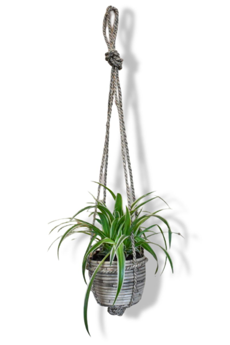 https://cdn.warentuin.nl/media/catalog/product/L/E/LEVE8149900043624_01_warentuin_natuurlijk_graslelie_in_hangende_p_4b6c.jpg