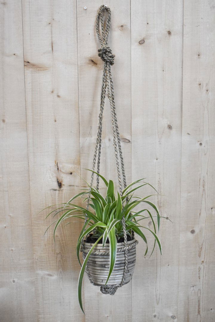 https://cdn.warentuin.nl/media/catalog/product/L/E/LEVE8149900043624_warentuin_natuurlijk_kamerplant_graslelie_in_hangende_pot_bei_8840.jpg