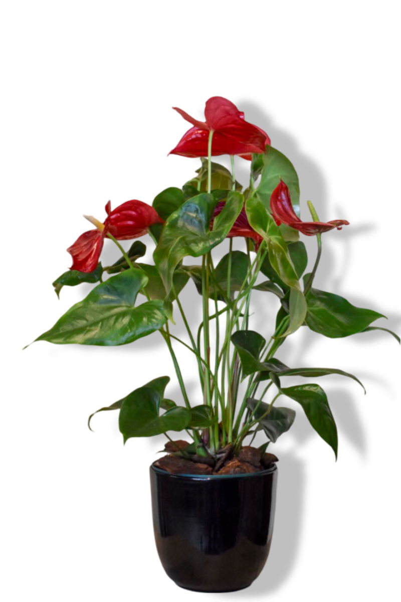 https://cdn.warentuin.nl/media/catalog/product/L/E/LEVE8149900043625_01_warentuin_natuurlijk_anthurium_rood_in_zwart_ff93.jpg