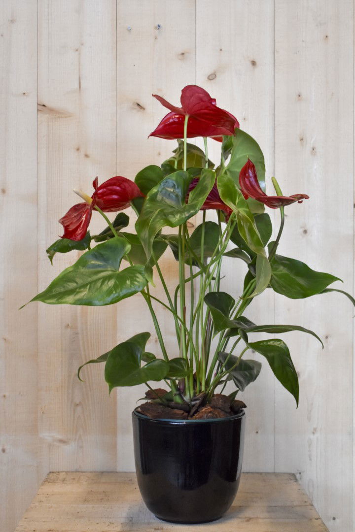 https://cdn.warentuin.nl/media/catalog/product/L/E/LEVE8149900043625_warentuin_natuurlijk_kamerplant_anthurium_rood_in_zwarte_pot_5ef4.jpg