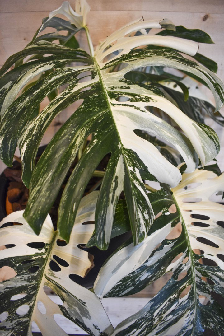 https://cdn.warentuin.nl/media/catalog/product/L/E/LEVE8149900043626_01_warentuin_natuurlijk_kamerplant_monstera_deliciosa_variega_6228.jpg