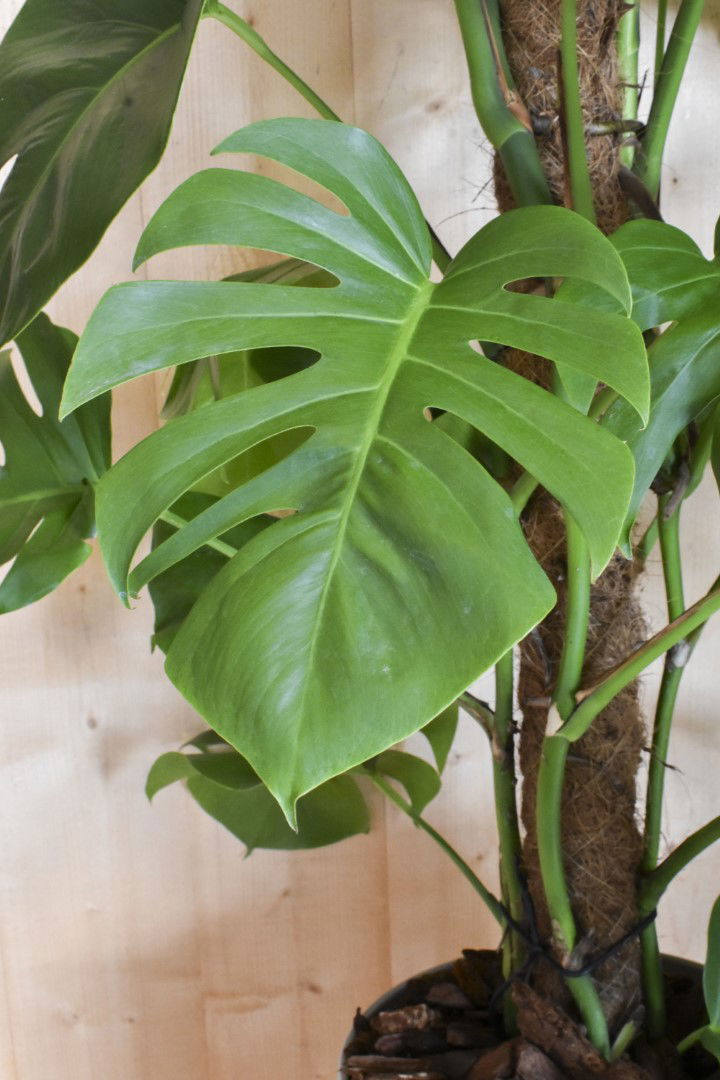 https://cdn.warentuin.nl/media/catalog/product/L/E/LEVE8149900043627_01_warentuin_natuurlijk_kamerplant_monstera_pertusum_op_mosst_e498.jpg