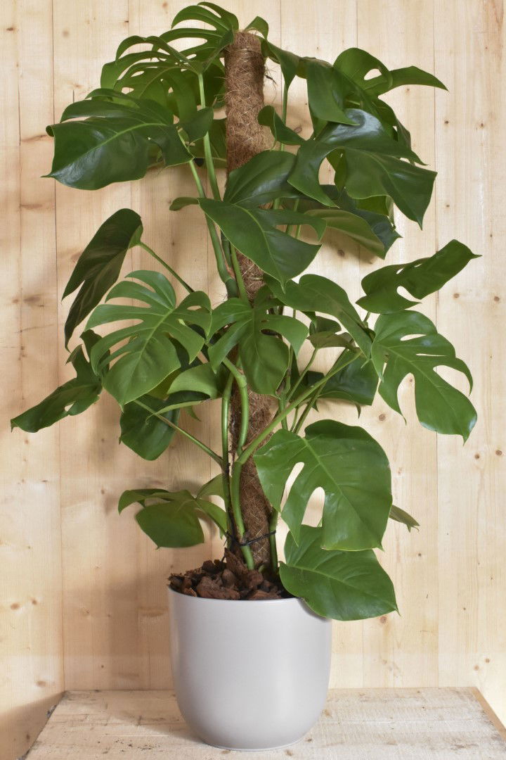 Monstera Pertusum op mosstok in taupekleurige pot Warentuin Natuurlijk