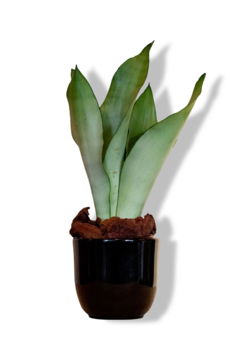 https://cdn.warentuin.nl/media/catalog/product/L/E/LEVE8149900043628_01_warentuin_natuurlijk_sansevieria_moonshine_i_43a9.jpg