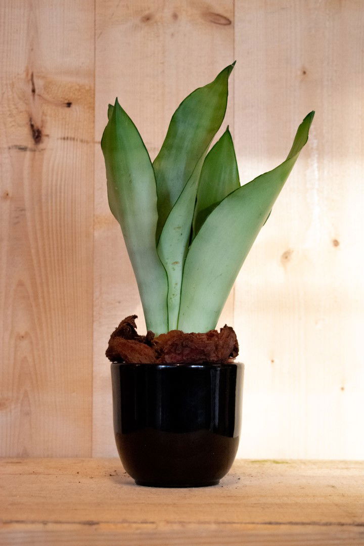 Sansevieria Moonshine in zwarte pot Warentuin Natuurlijk