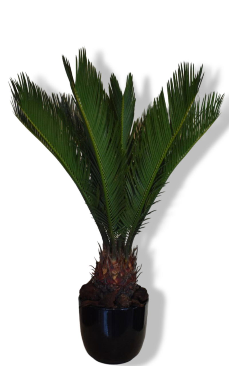https://cdn.warentuin.nl/media/catalog/product/L/E/LEVE8149900043629_01_warentuin_natuurlijk_cycas_vredespalm_in_zwa_7371.jpg
