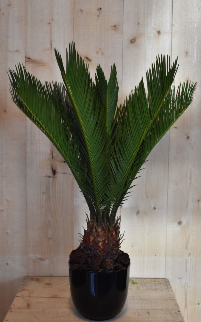 https://cdn.warentuin.nl/media/catalog/product/L/E/LEVE8149900043629_warentuin_natuurlijk_kamerplant_cycas_vredespalm_in_zwarte_po_6780.jpg