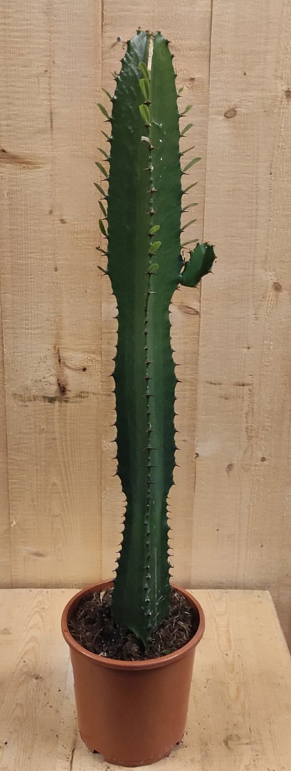 Afrikaanse Melkboom Euphorbia Trigona Cactus 60 cm hoog Groen kamerplant Warentuin Natuurlijk - Warentuin natuurlijk