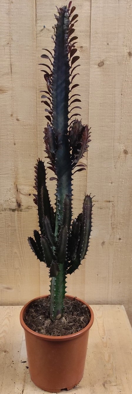 Afrikaanse Melkboom Euphorbia Trigona Cactus 60cm kamerplant Warentuin Natuurlijk - Warentuin natuurlijk