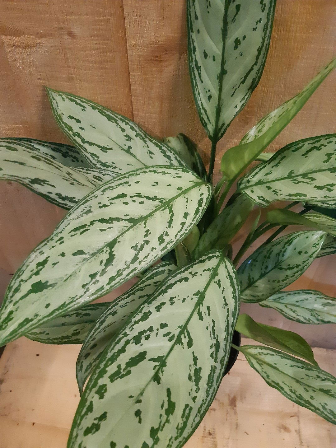 https://cdn.warentuin.nl/media/catalog/product/L/E/LEVE8149900043639_01_warentuin_natuurlijk_kamerplant_aglaonema_kamerplant_7665.jpg