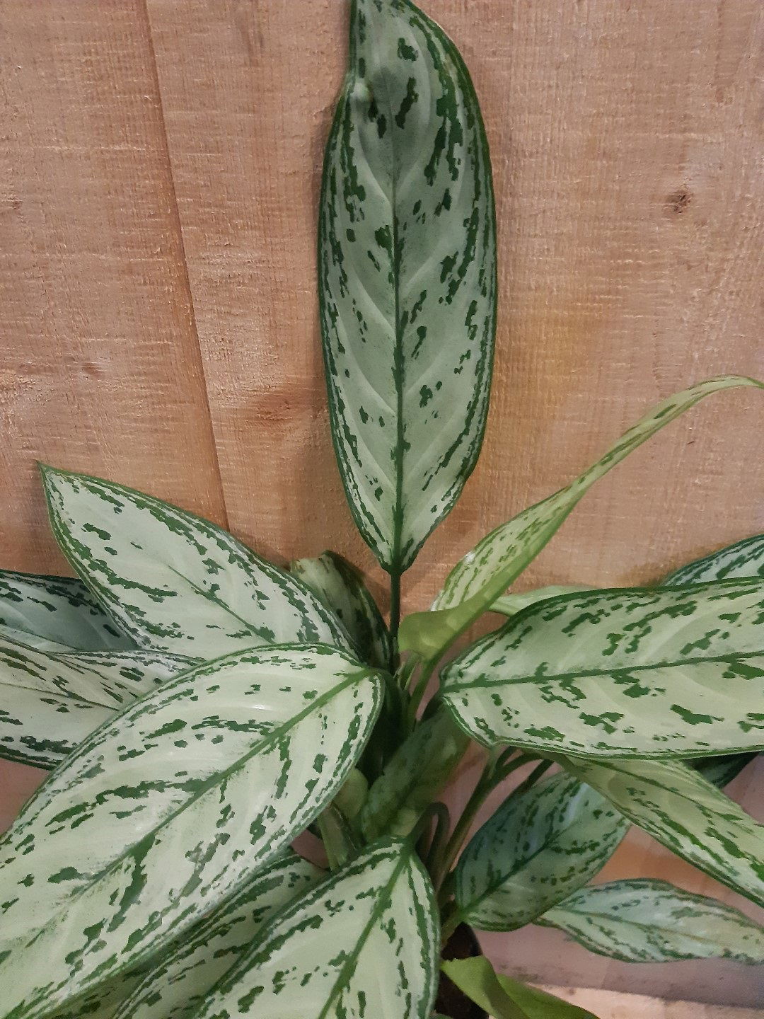 https://cdn.warentuin.nl/media/catalog/product/L/E/LEVE8149900043639_warentuin_natuurlijk_kamerplant_aglaonema_kamerplant_c5c0.jpg