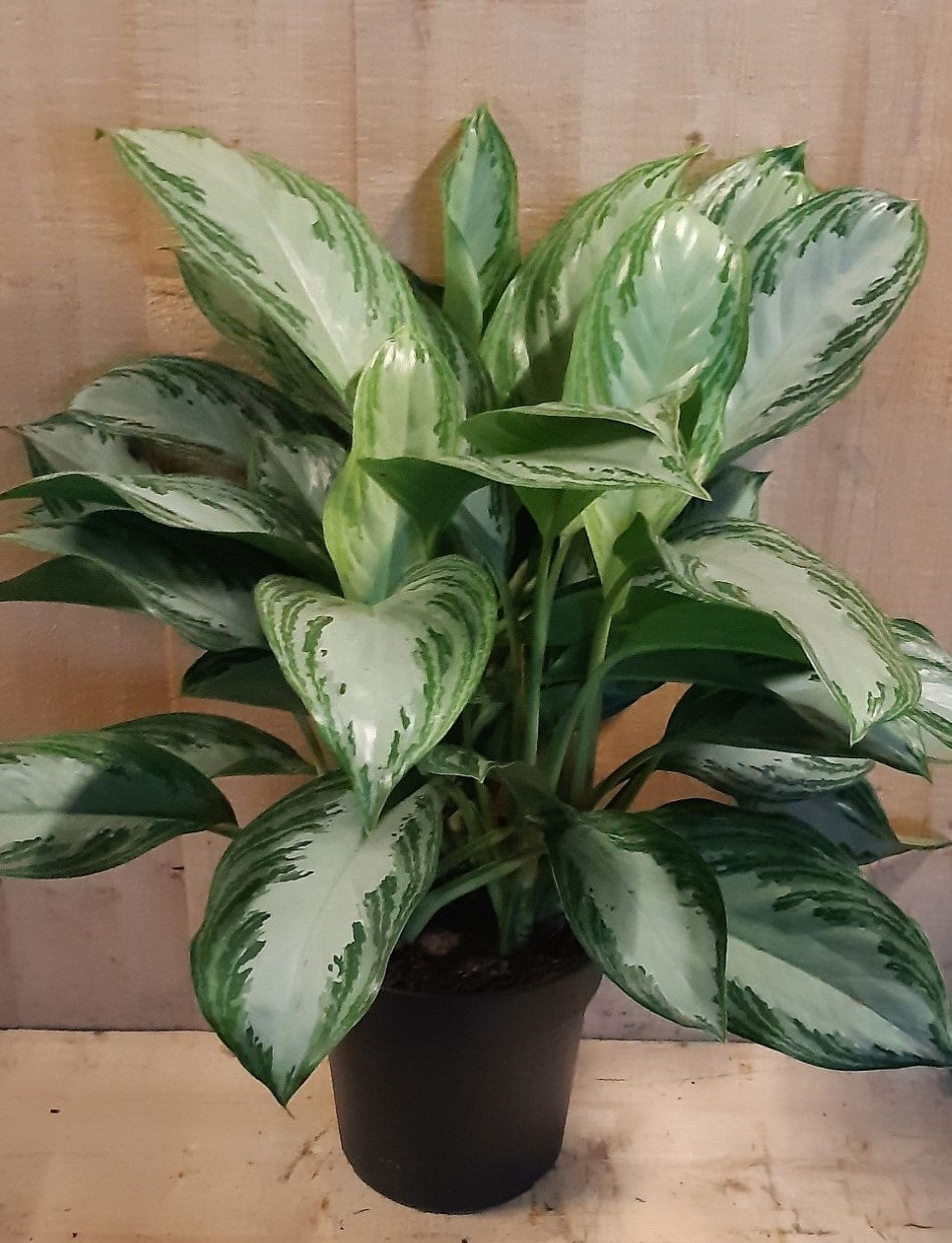 https://cdn.warentuin.nl/media/catalog/product/L/E/LEVE8149900043640_01_warentuin_natuurlijk_kamerplant_aglaonema_kamerplant_621a.jpg