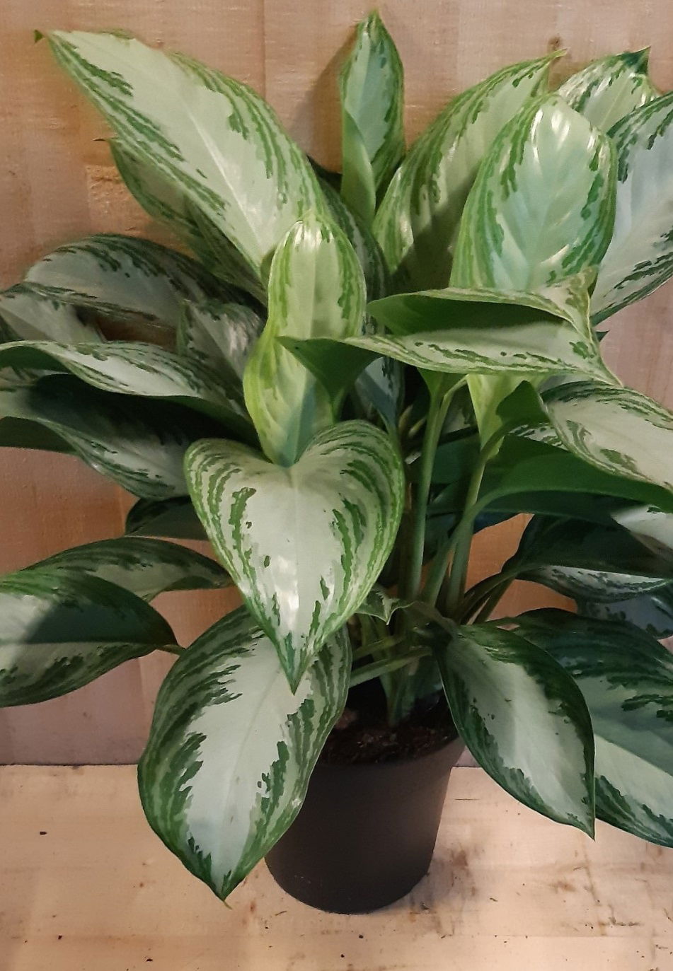 https://cdn.warentuin.nl/media/catalog/product/L/E/LEVE8149900043640_warentuin_natuurlijk_kamerplant_aglaonema_kamerplant_8d4a.jpg
