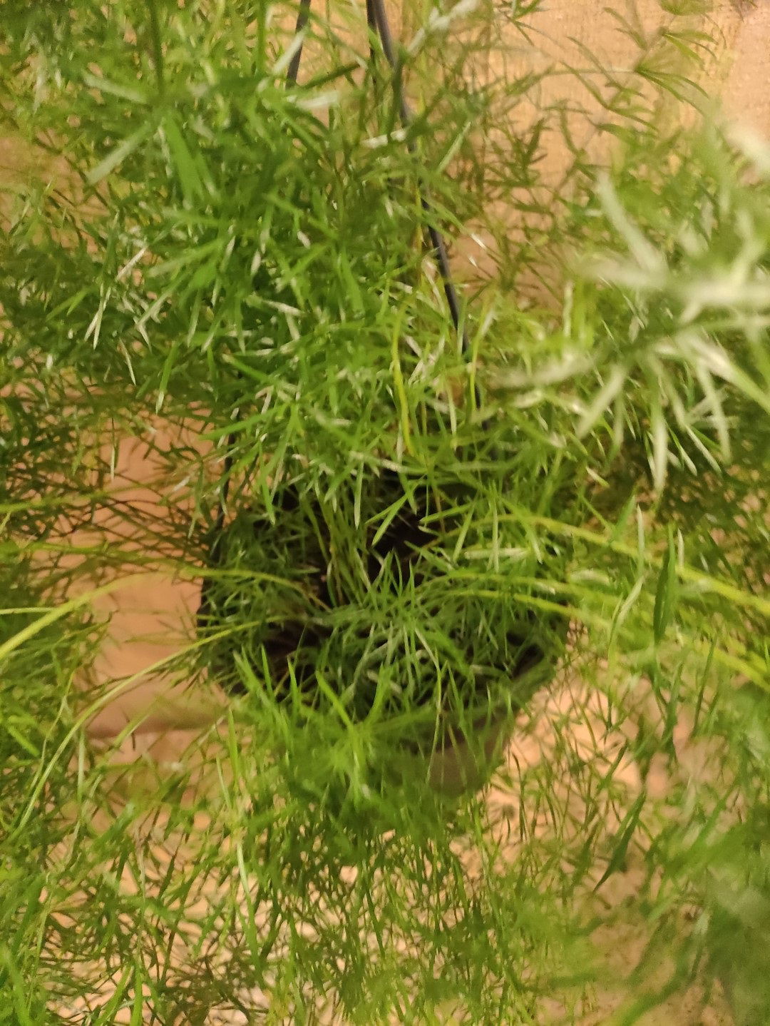 https://cdn.warentuin.nl/media/catalog/product/L/E/LEVE8149900043645_02_warentuin_natuurlijk_kamerplant_asparagus_sierasperge_hang_212e.jpg
