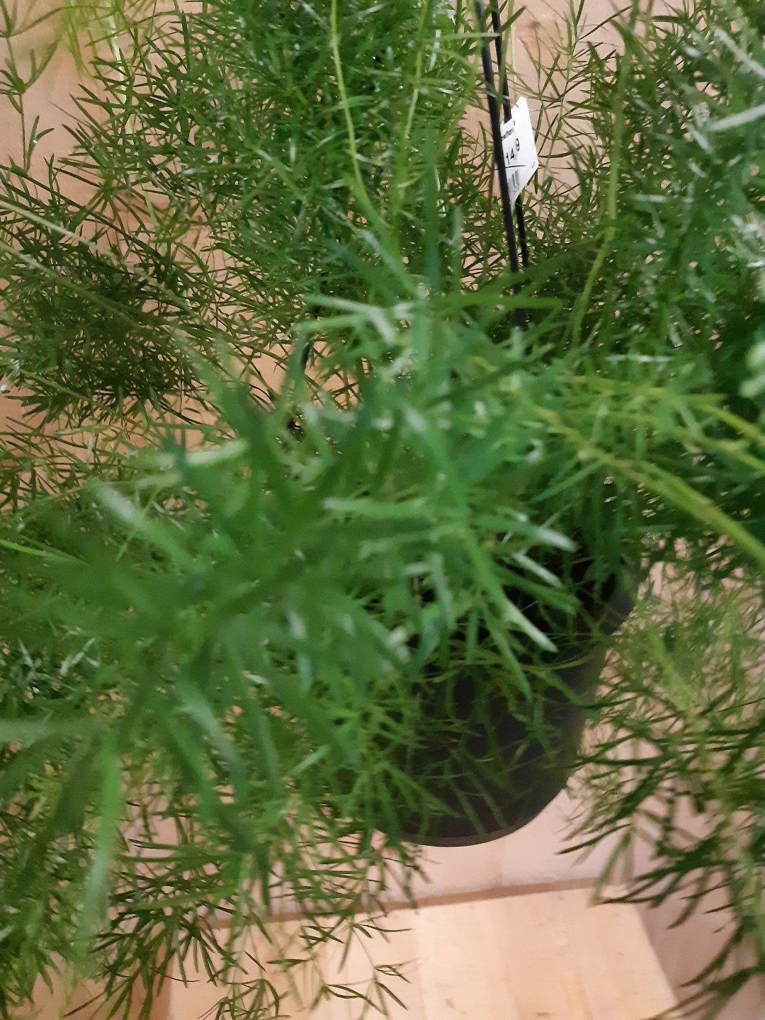 https://cdn.warentuin.nl/media/catalog/product/L/E/LEVE8149900043645_warentuin_natuurlijk_kamerplant_asparagus_sierasperge_hangpla_3678.jpg