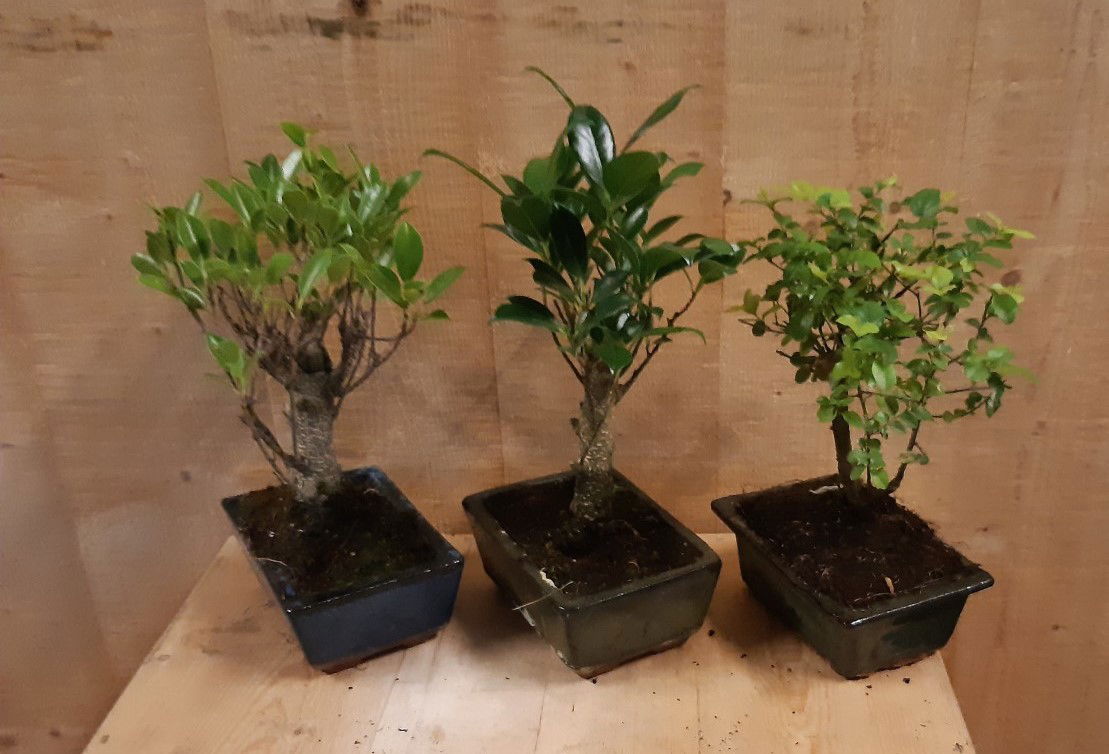 https://cdn.warentuin.nl/media/catalog/product/L/E/LEVE8149900043646_02_warentuin_natuurlijk_kamerplant_bonsai_boompje_assortiment_39ec.jpg