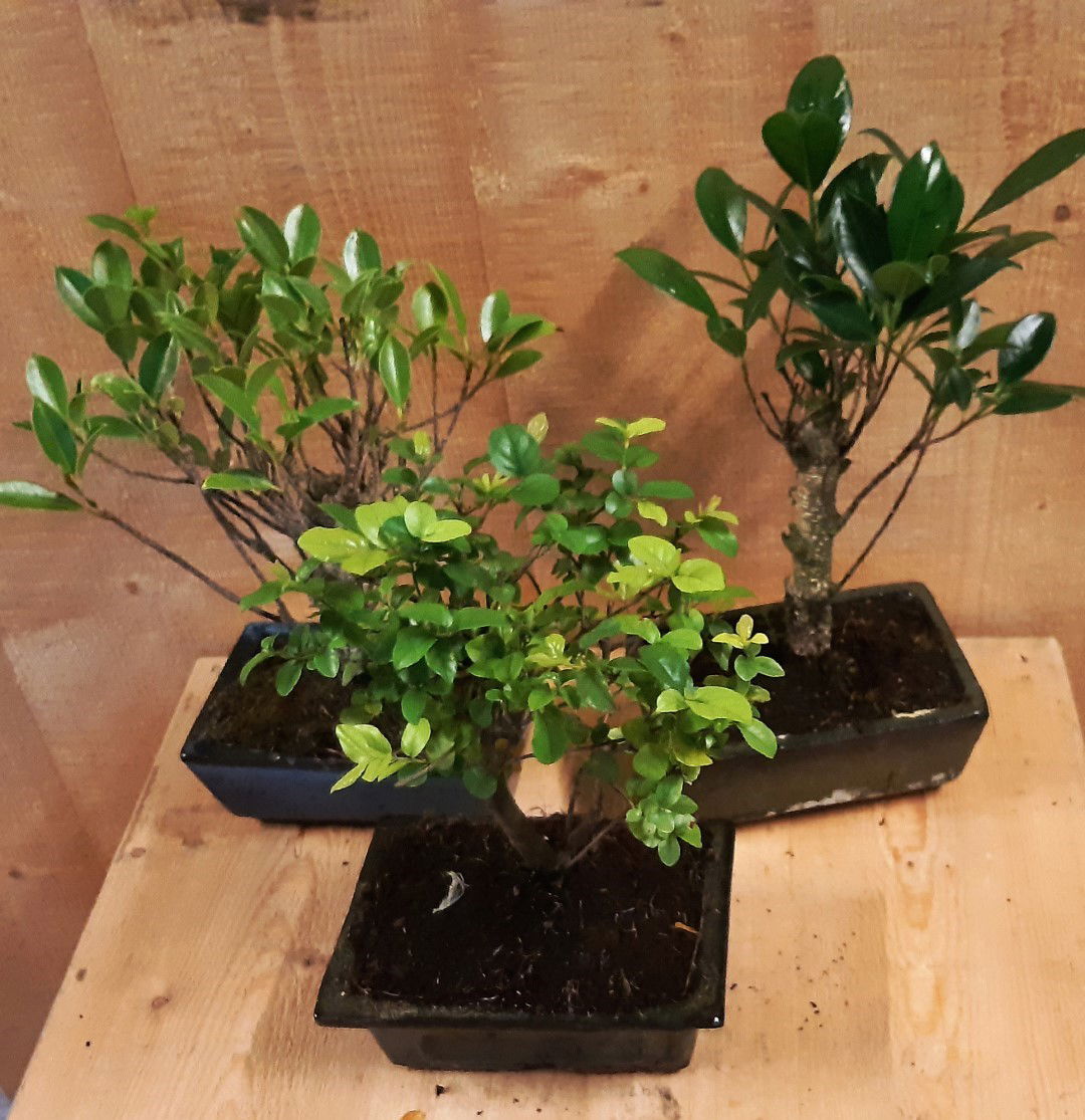 https://cdn.warentuin.nl/media/catalog/product/L/E/LEVE8149900043646_warentuin_natuurlijk_kamerplant_bonsai_boompje_assortiment_1__c84b.jpg