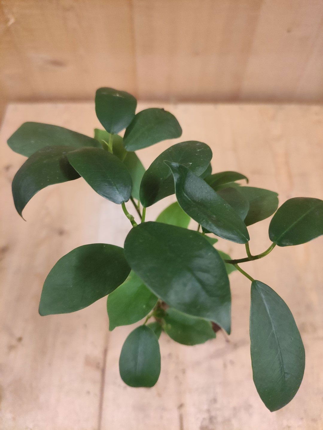 https://cdn.warentuin.nl/media/catalog/product/L/E/LEVE8149900043647_01_warentuin_natuurlijk_kamerplant_bonsai_ficus_klein_kamerpl_77a6.jpg