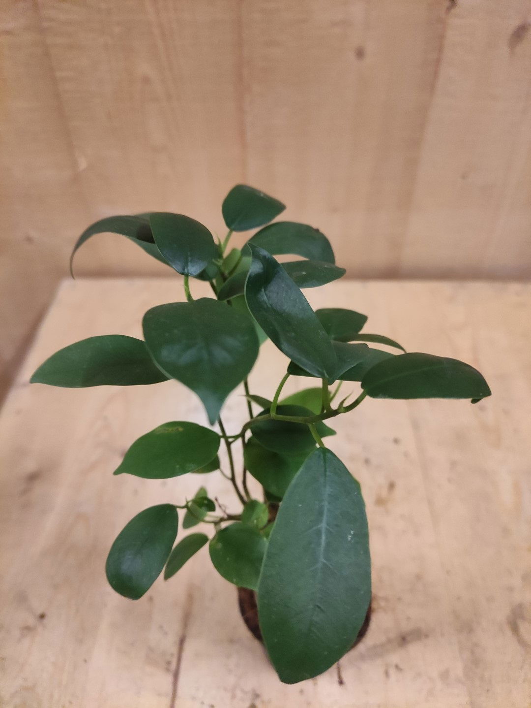 https://cdn.warentuin.nl/media/catalog/product/L/E/LEVE8149900043647_warentuin_natuurlijk_kamerplant_bonsai_ficus_klein_kamerplant_0998.jpg