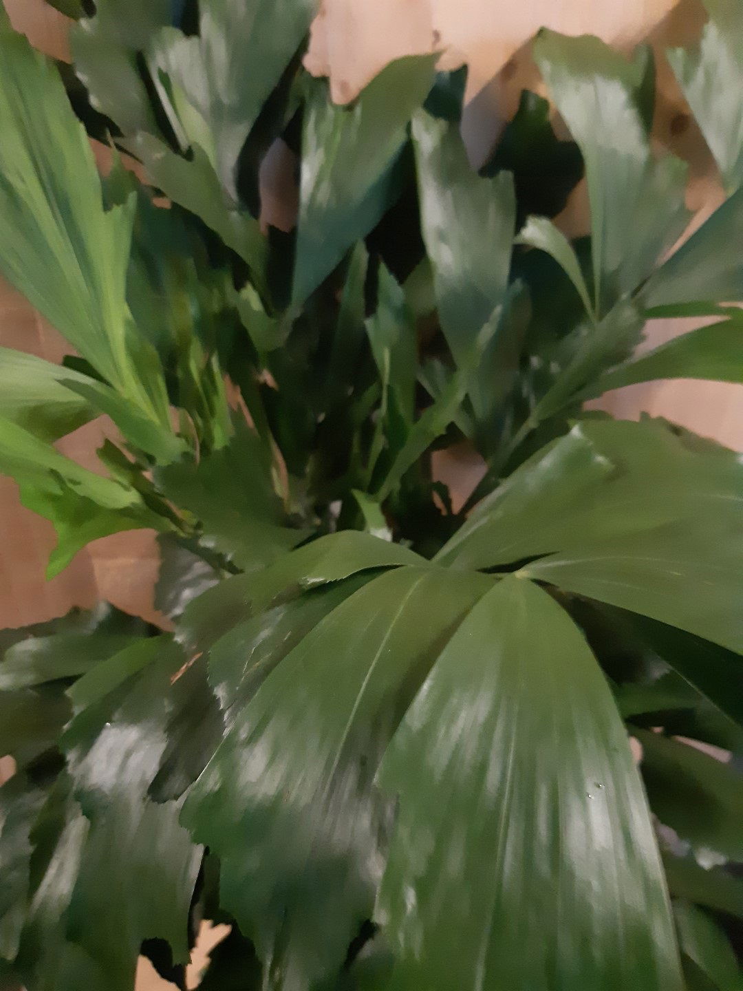 https://cdn.warentuin.nl/media/catalog/product/L/E/LEVE8149900043648_01_warentuin_natuurlijk_kamerplant_caryota_zachte_vinnetjespa_5632.jpg