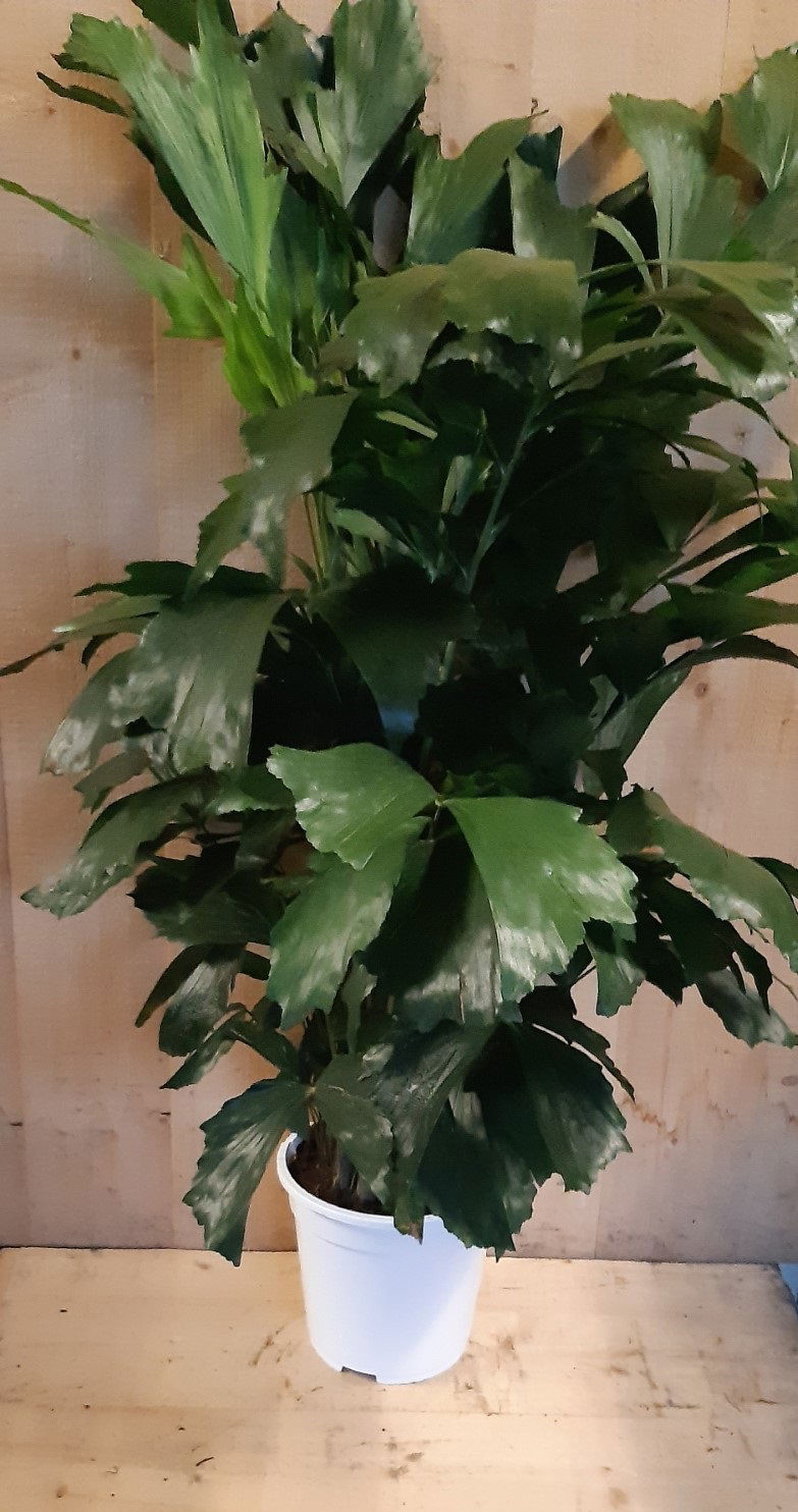 https://cdn.warentuin.nl/media/catalog/product/L/E/LEVE8149900043648_05_warentuin_natuurlijk_kamerplant_caryota_zachte_vinnetjespa_a3d7.jpg