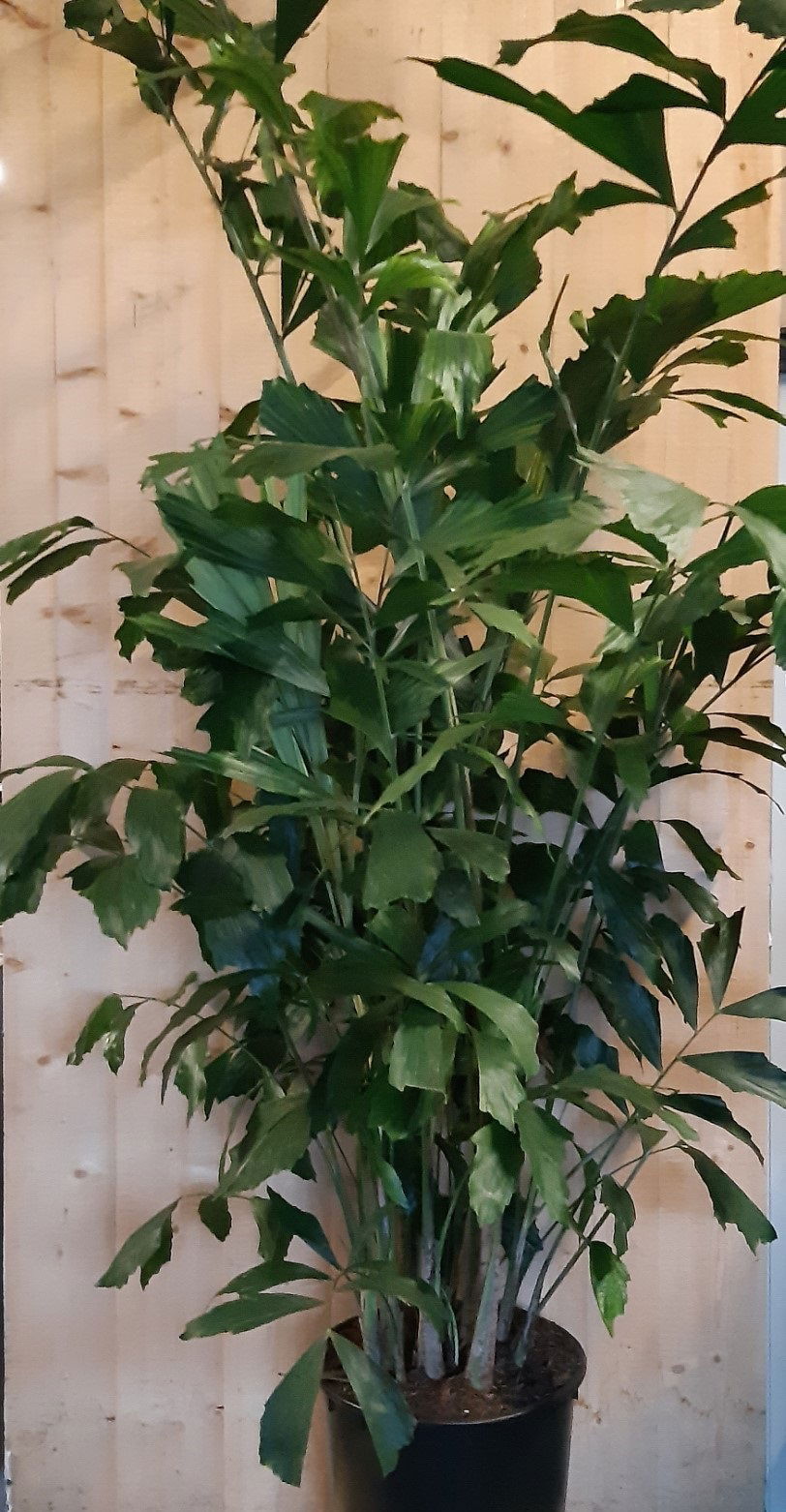 https://cdn.warentuin.nl/media/catalog/product/L/E/LEVE8149900043649_01_warentuin_natuurlijk_kamerplant_caryota_zachte_vinnetjespa_d313.jpg