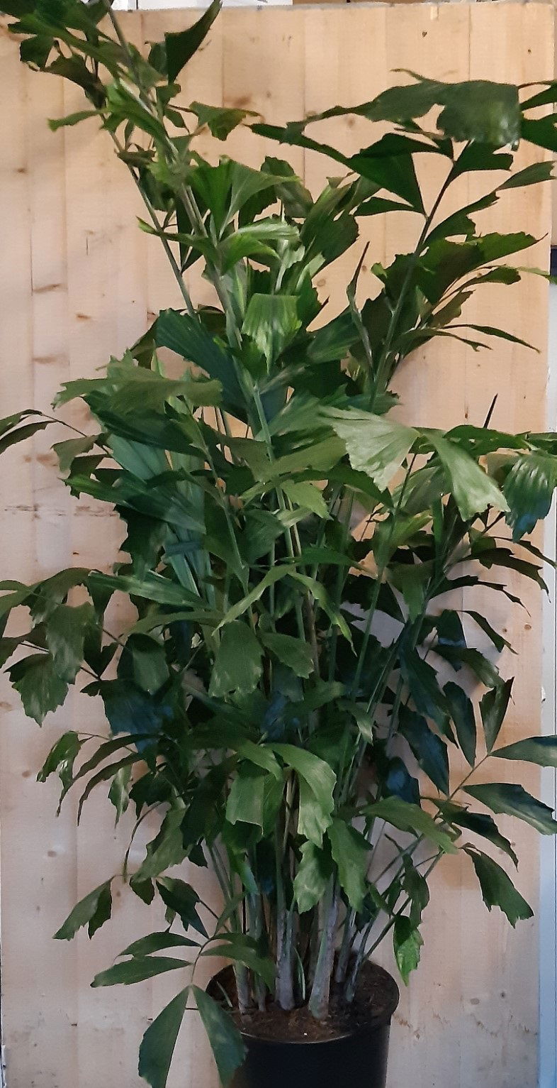 https://cdn.warentuin.nl/media/catalog/product/L/E/LEVE8149900043649_warentuin_natuurlijk_kamerplant_caryota_zachte_vinnetjespalm__093d.jpg